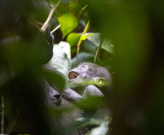Gorilla-Neugeborenes "Bokonya" © Nuria Ortega