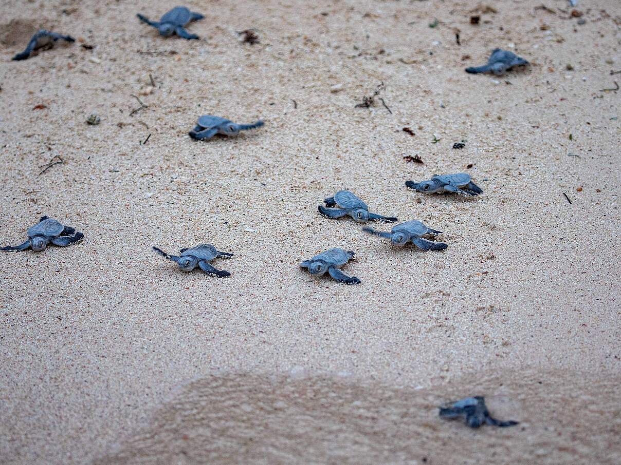 Meeresschildkröten (Chelonia mydas) © Imago / Reichwein Meeresschildkröten (Chelonia mydas) © Imago / Reichwein
