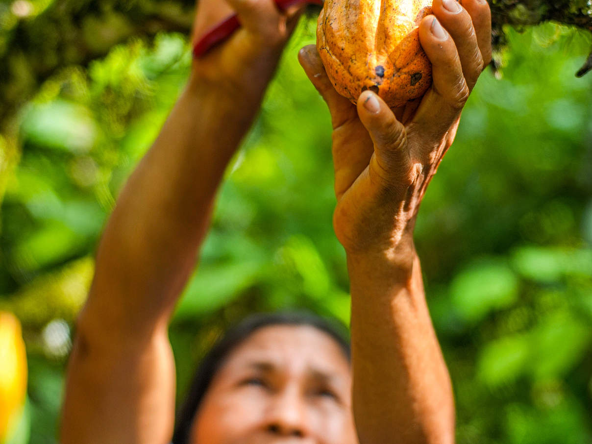 Kakaoernte in der Kakaokooperative Kallari, Ecuador ©Gabriel Vanerio / WWF Ecuador