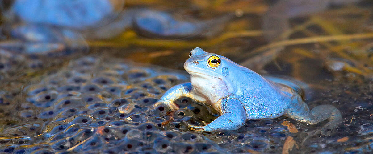 Moorfrosch © Peter Ibe