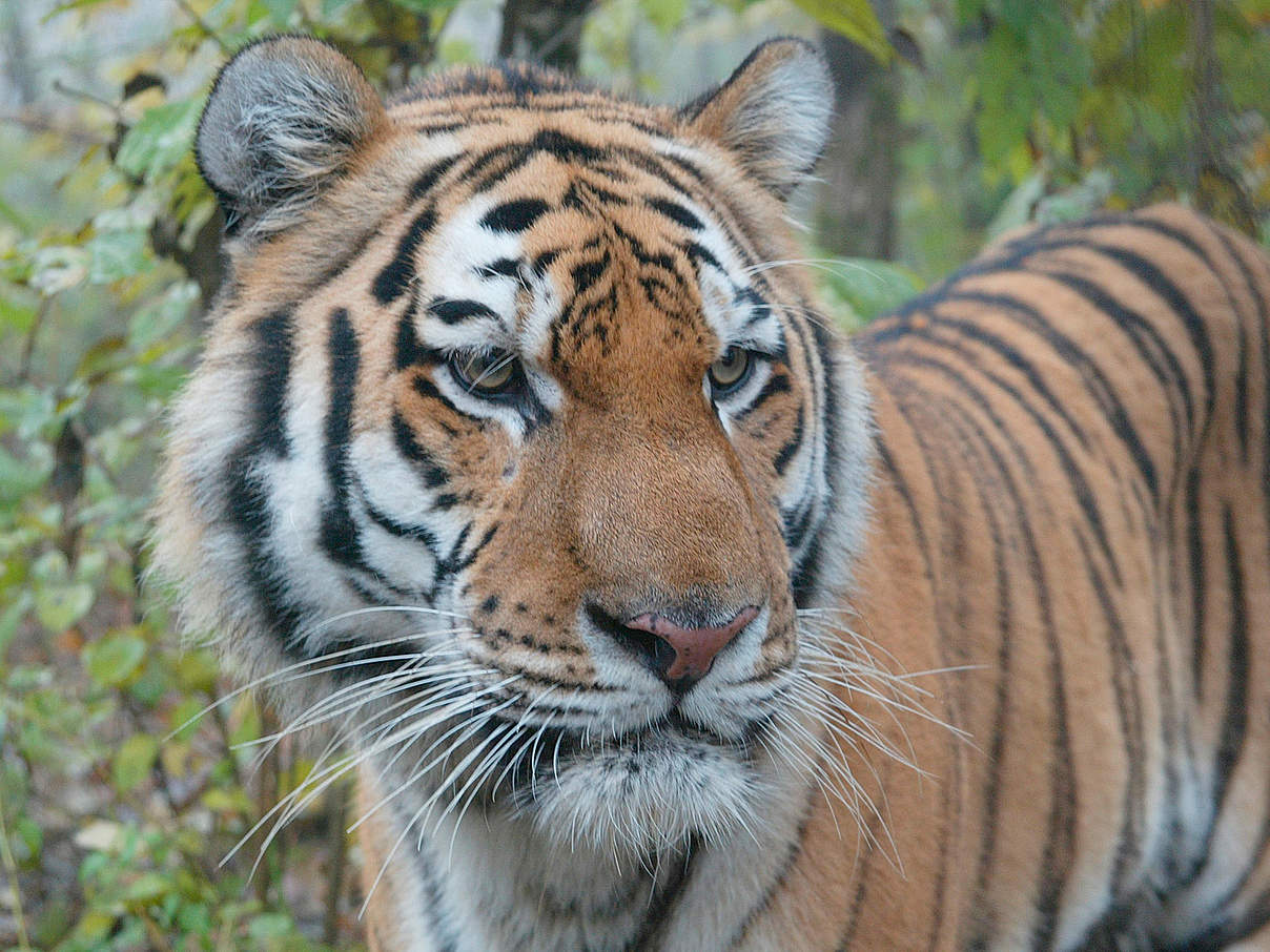 Amur Tiger in Utyos © Vladimir Filonov / WWF