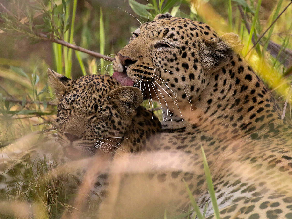 Leopard mit Jungtier © Jeff Muller / WWF-US