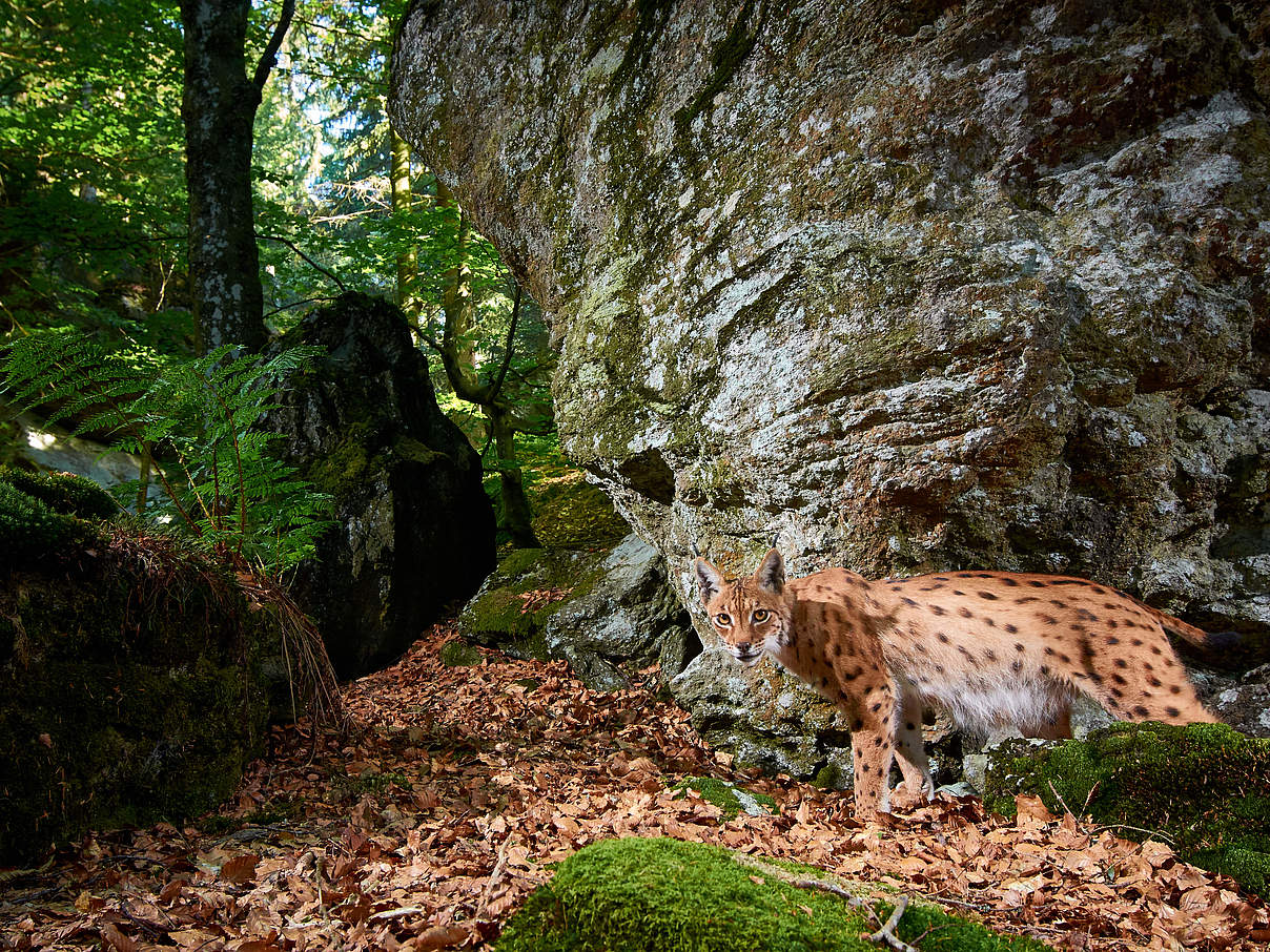 Waldbewohner Luchs © Julius Kramer