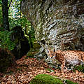 Waldbewohner Luchs © Julius Kramer