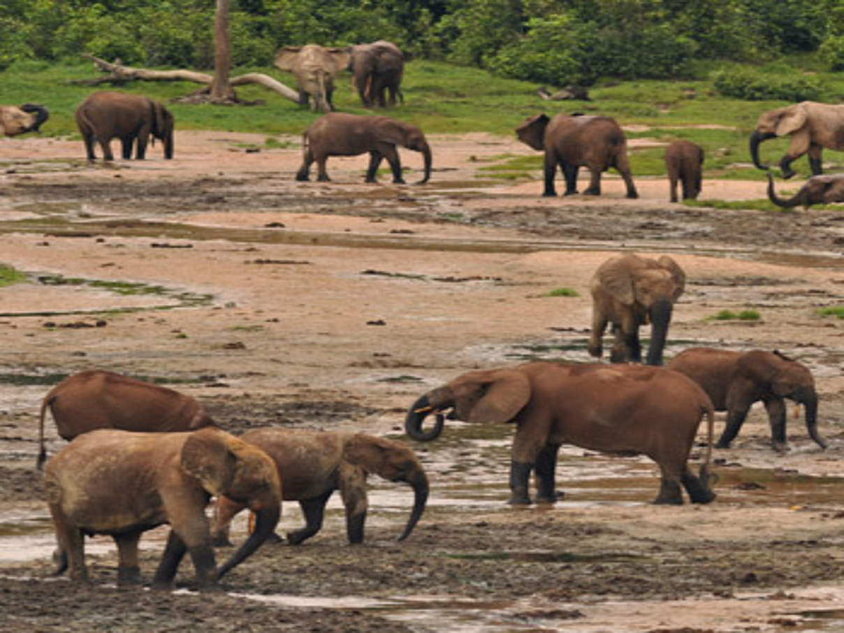 Die Waldelefanten von Dzanga-Sangha. © Matthias Dehling / WWF