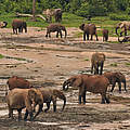 Die Waldelefanten von Dzanga-Sangha. © Matthias Dehling / WWF