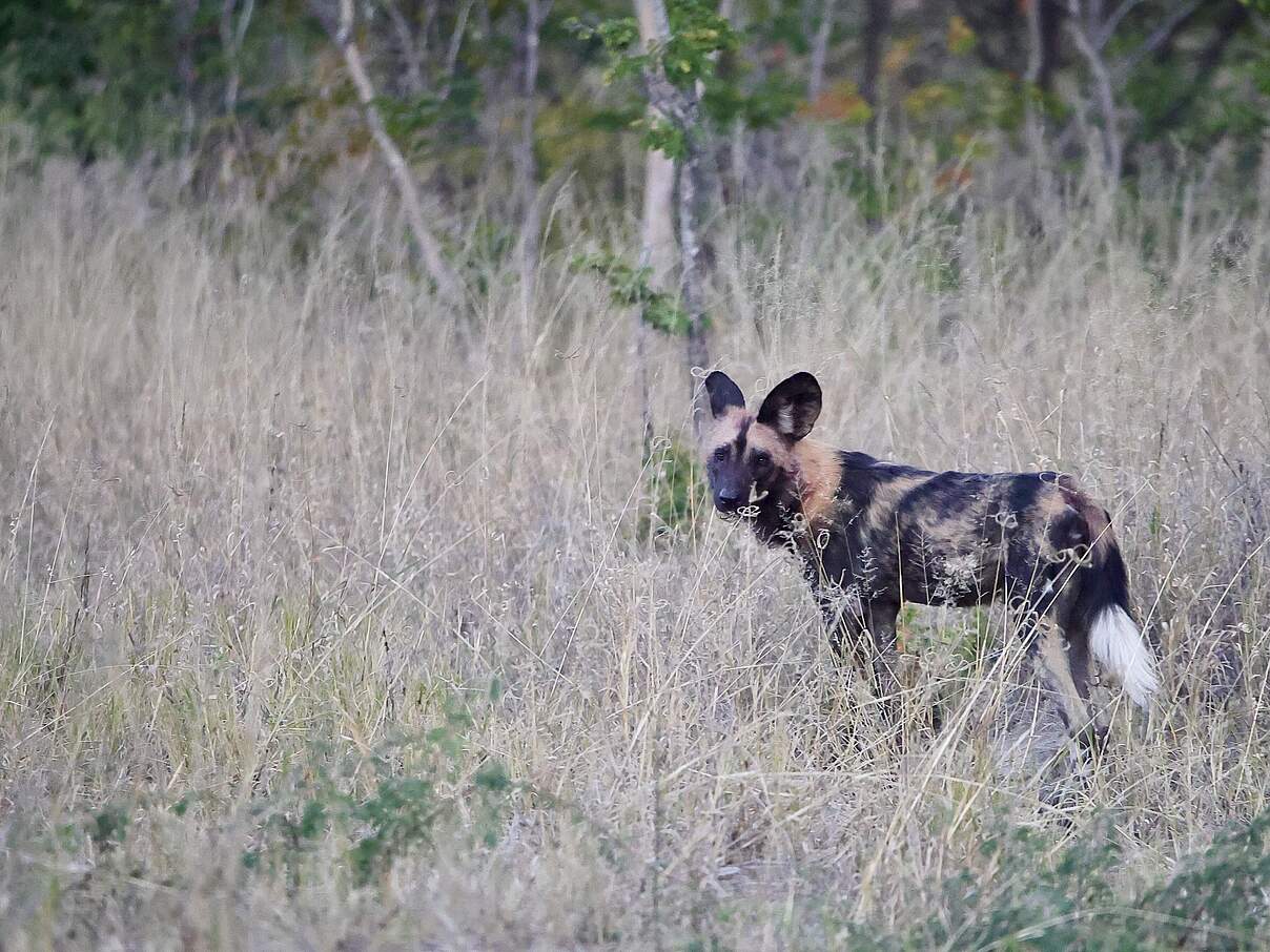 Afrikanischer Wildhund im Hwange-Nationalpark in Simbabwe © Chris Müller