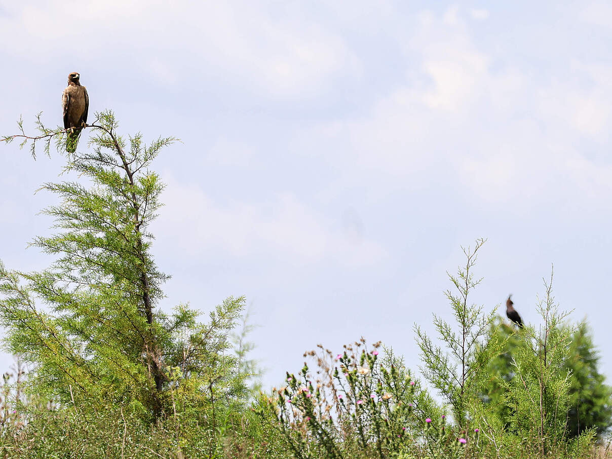 Zwei Vögel sitzen auf einem Baum im Chepalungu-Wald.