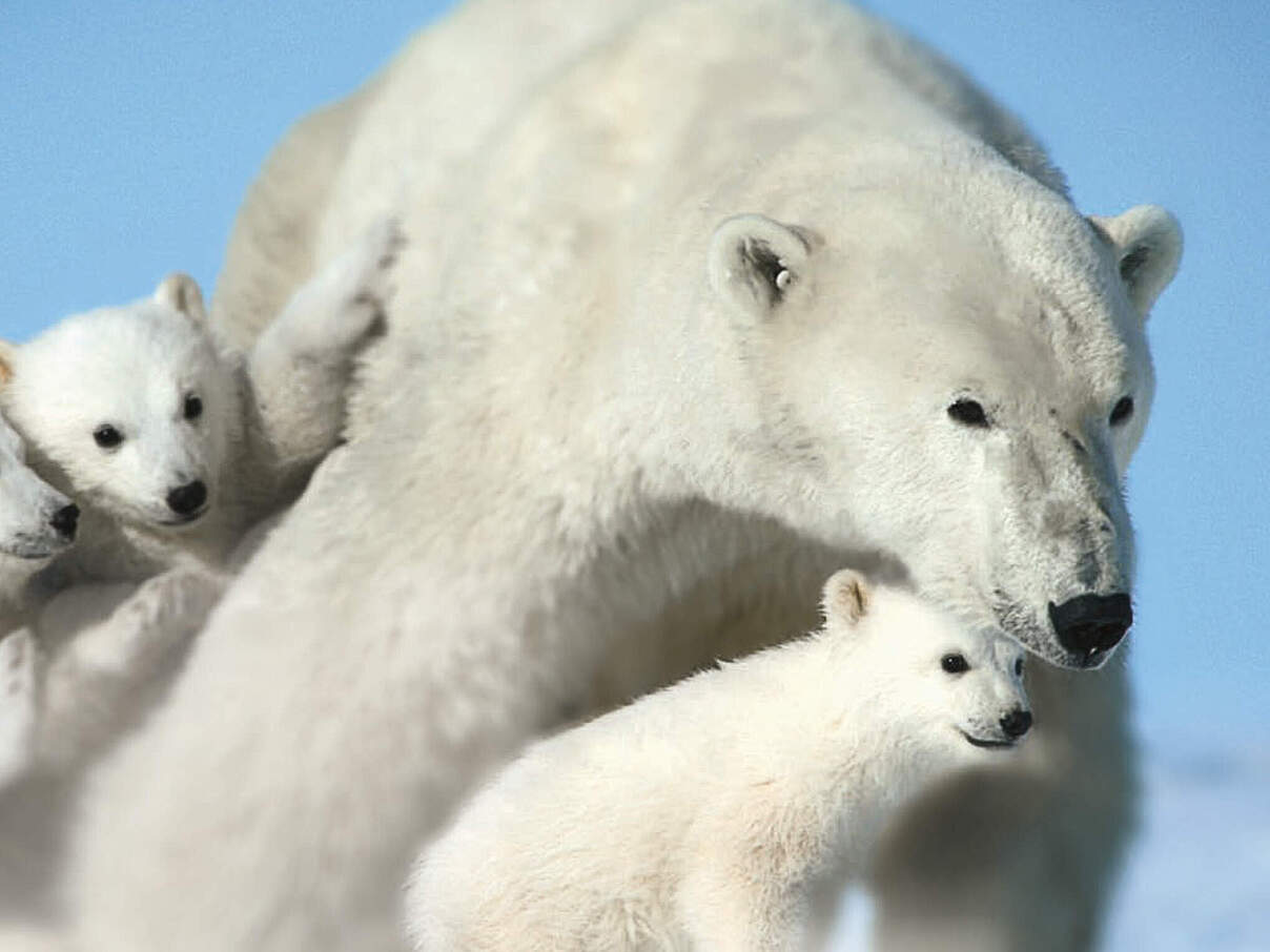 Geschenkurkunde "Eisbären" © WWF