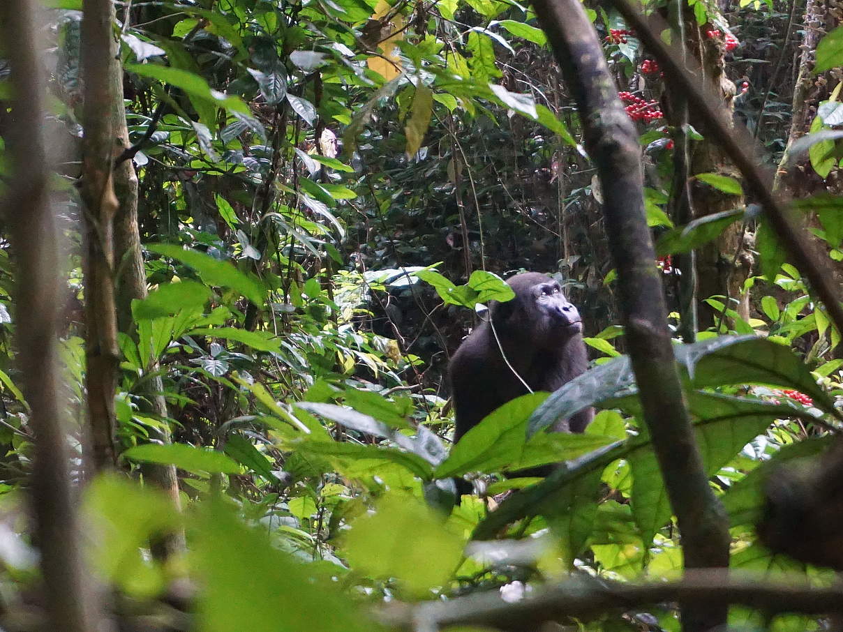 Gorilla in Campo Ma´an © Michael Kuwong / WWF Kamerun