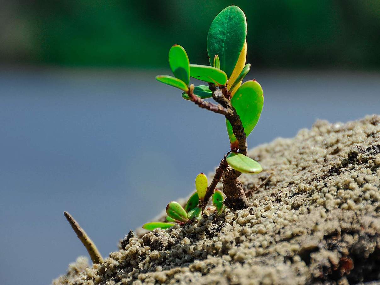 Mangroven Pflanze © WWF Kenia