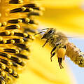 Honigbiene sammelt Pollen