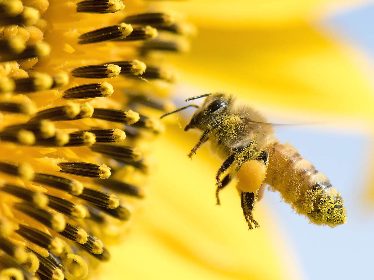 Honigbiene sammelt Pollen