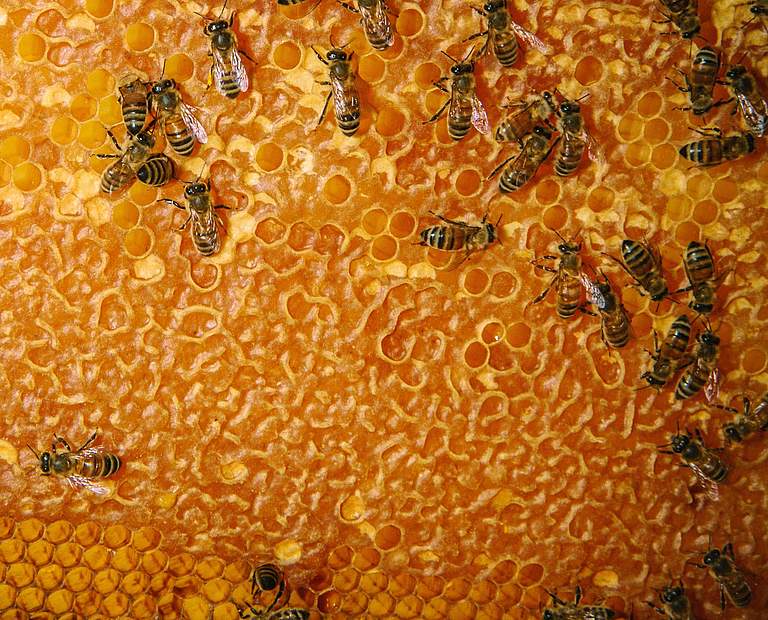 Bienenwabe © Morgan Heim / Day's Edge Productions / WWF USA