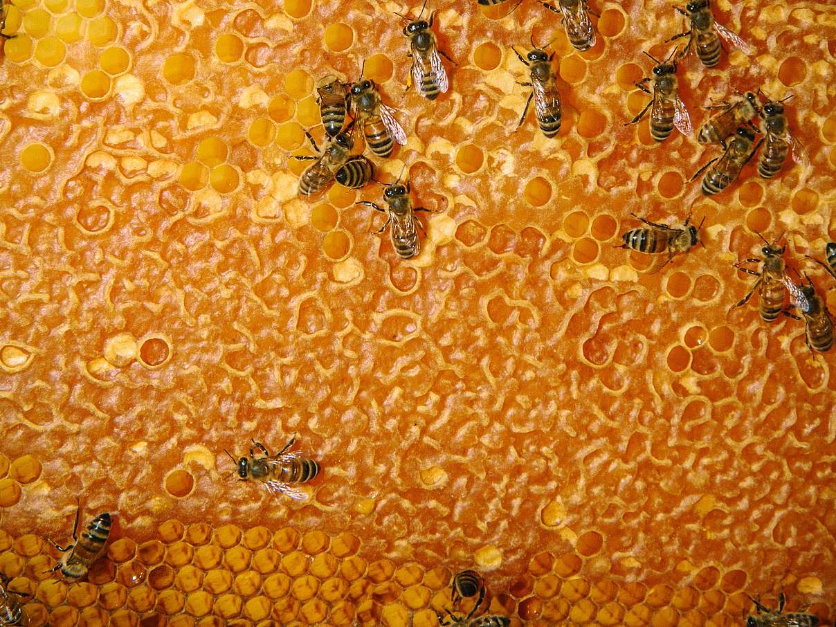 Bienenwabe © Morgan Heim / Day's Edge Productions / WWF USA