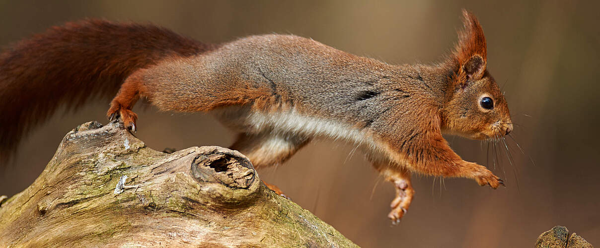 Eichhörnchen auf einem Ast