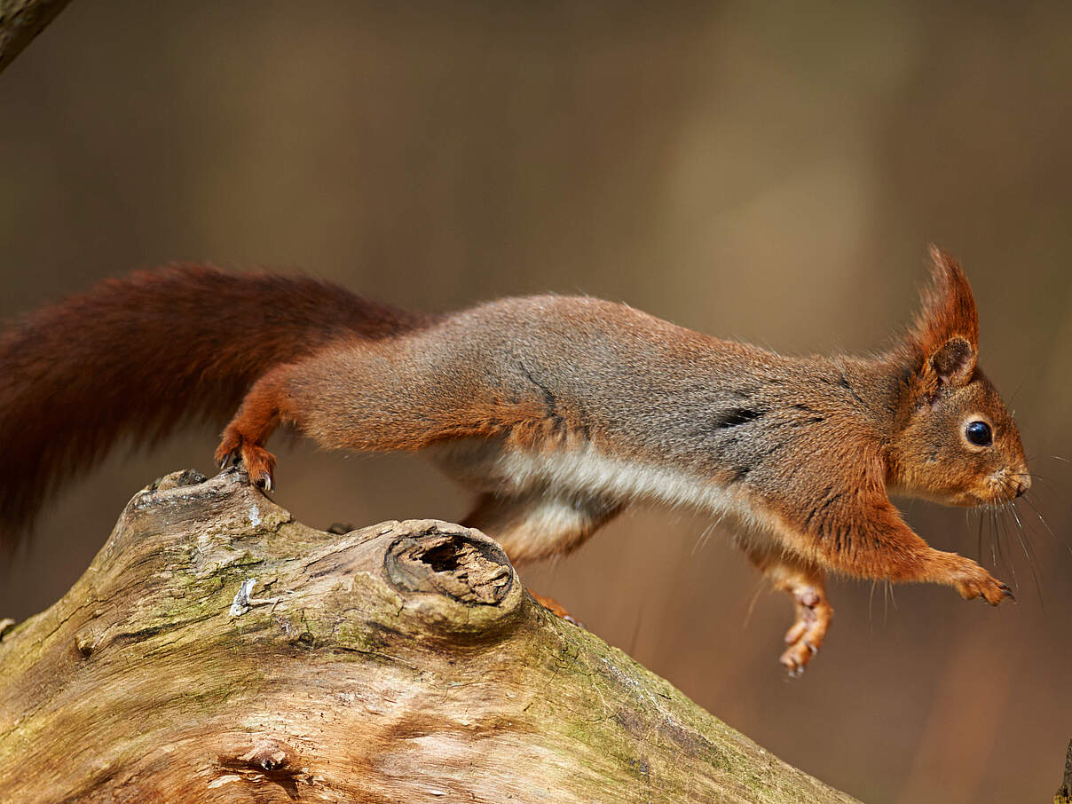 Eichhörnchen auf einem Ast