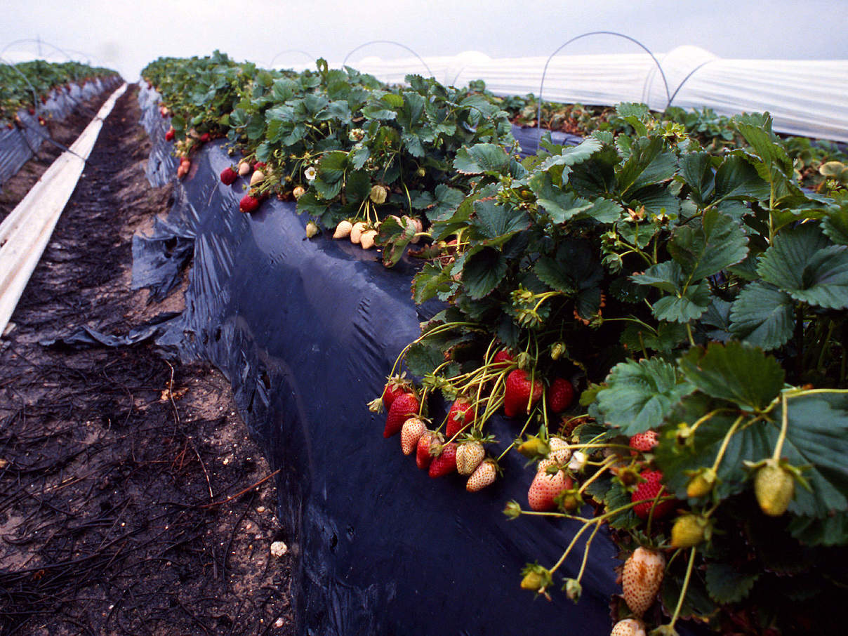 Erdbeer-Anbau in Spanien © Michel Gunther / WWF