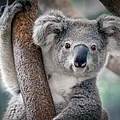 Steht auf der Roten Liste, der Koala Bär. © Yatra / Shutterstock / WWF