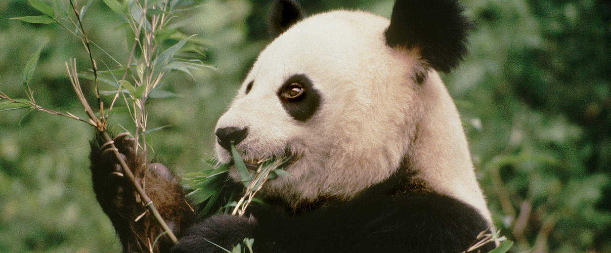 Panda frisst Bambus © Susan A. Mainka / WWF