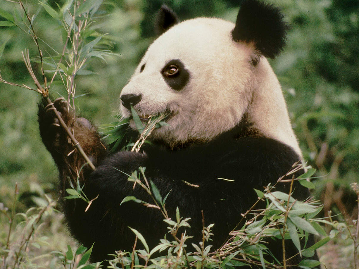 Panda frisst Bambus © Susan A. Mainka / WWF