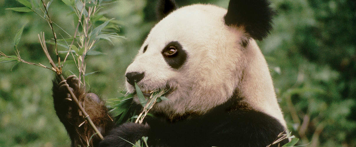 Panda frisst Bambus © Susan A. Mainka / WWF