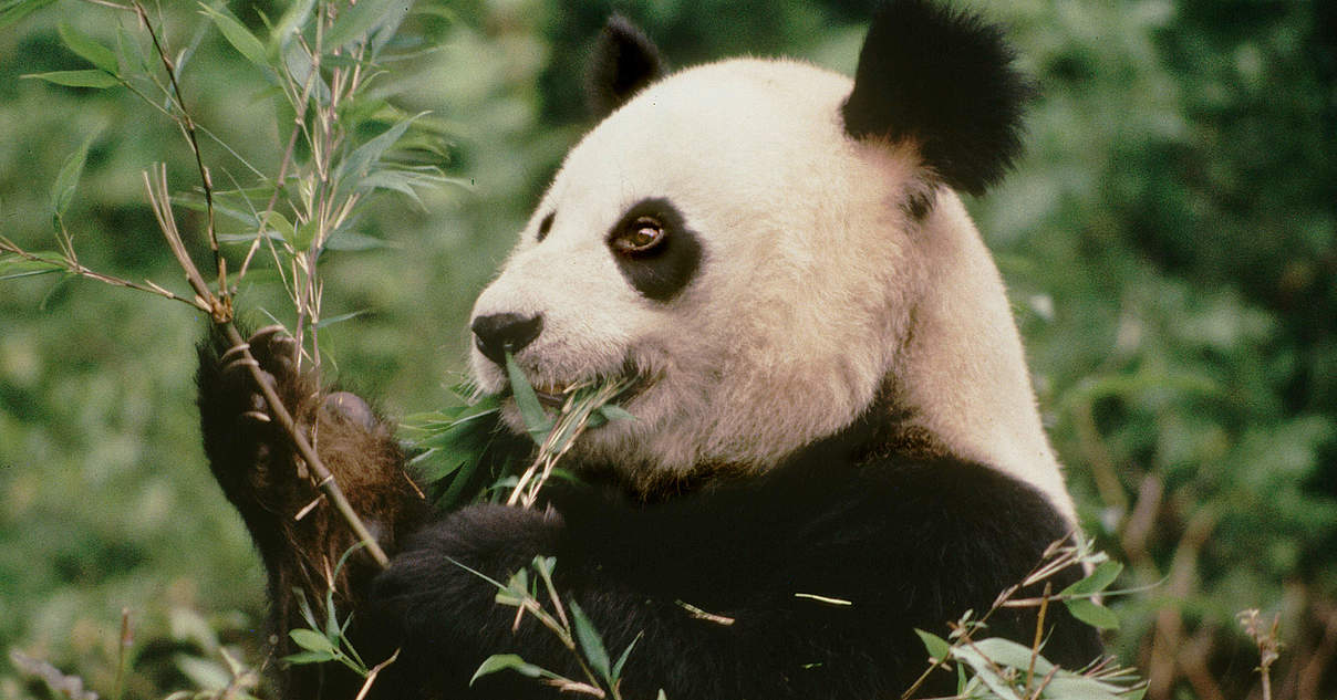 Große Pandas Im Wwf Artenlexikon Zahlen And Fakten Wwf