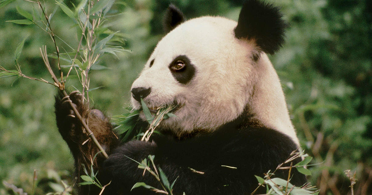 Grosse Pandas Im Wwf Artenlexikon Zahlen Fakten