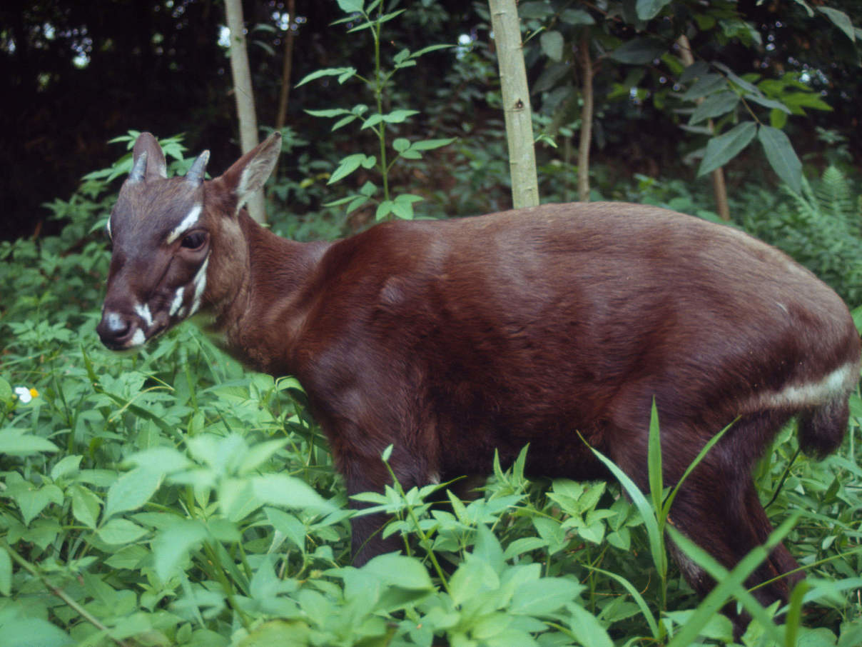 Saola-Rind in Vietnam © David Hulse / WWF