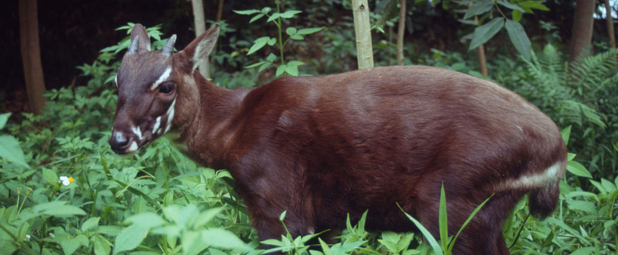 Saola-Rind in Vietnam © David Hulse / WWF