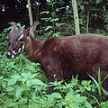 Saola-Rind in Vietnam © David Hulse / WWF