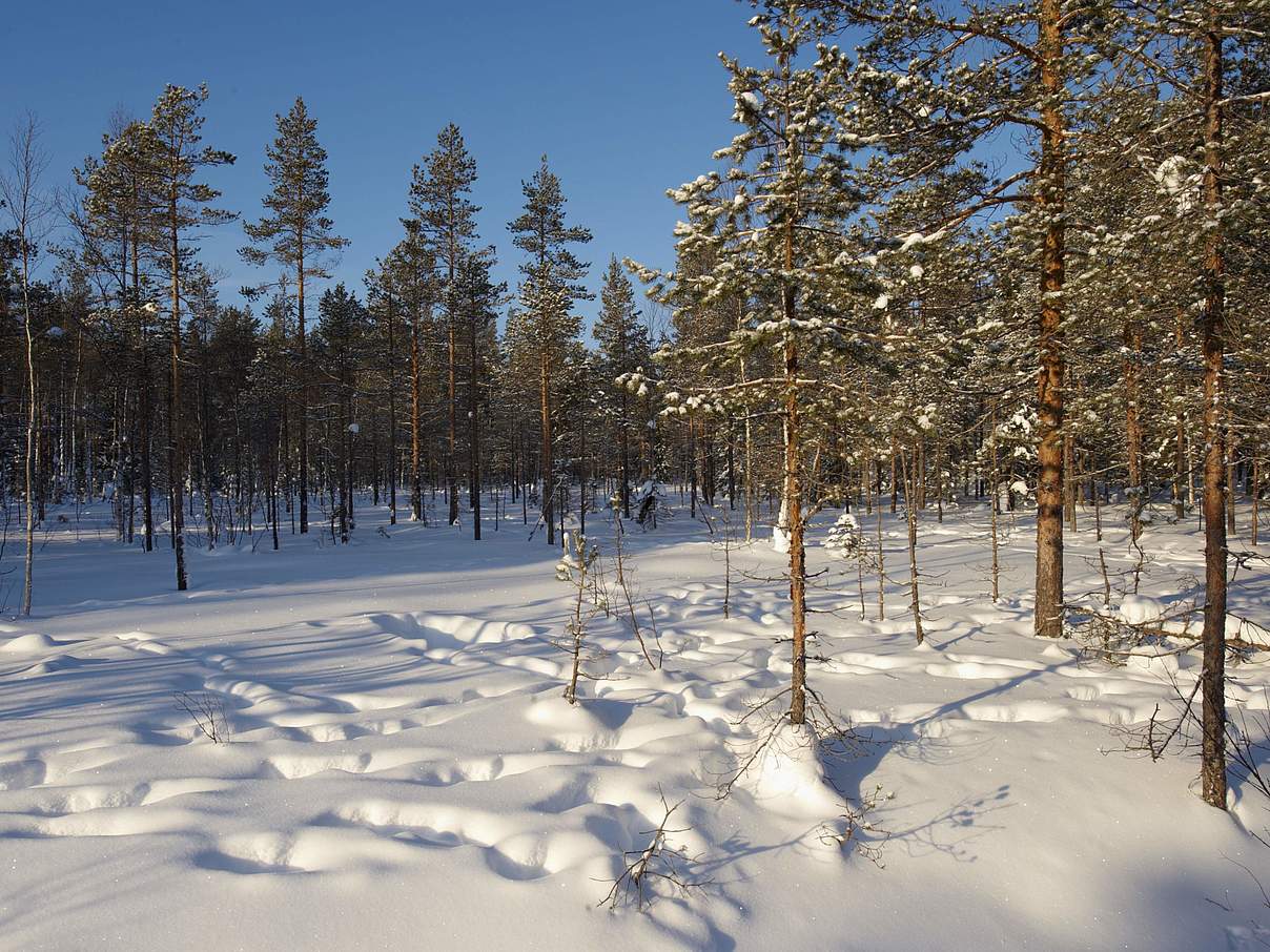 Verschneiter Wald © Ola Jennersten
