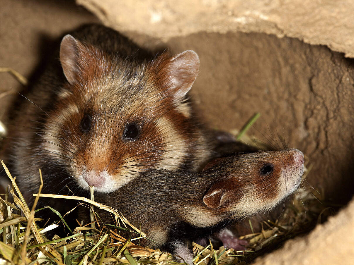 Hamster mit Nachwuchs