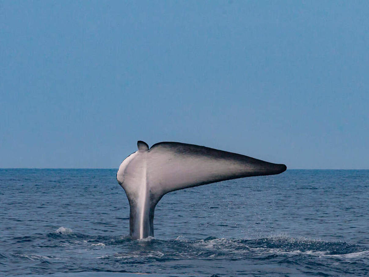 Verletzter Finnwal im Mittelmeer © WWF France