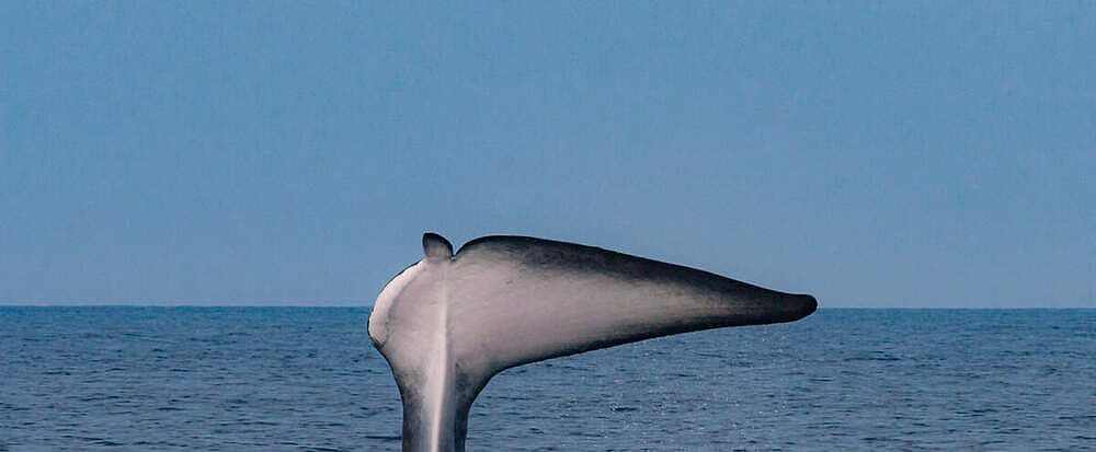 Verletzter Finnwal im Mittelmeer © WWF France