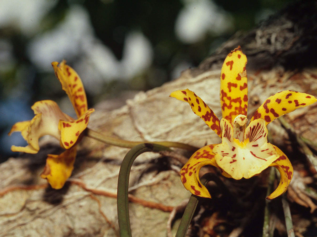 Orchidee (Orchidaceae fam.) © Juan Pratginestos / WWF