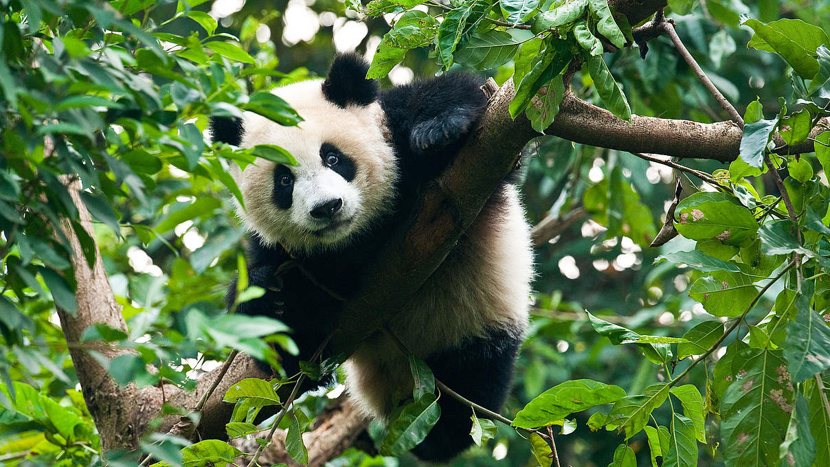 Panda im Baum © Thinkstock Photos