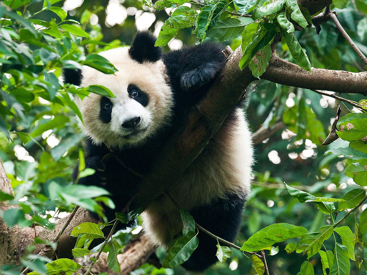 Panda im Baum © Thinkstock Photos