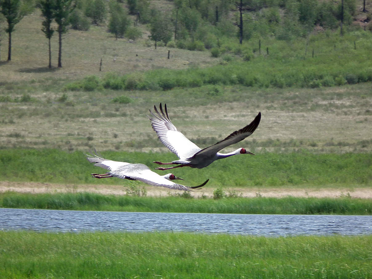 Weißnackenkraniche © WWF Mongolia