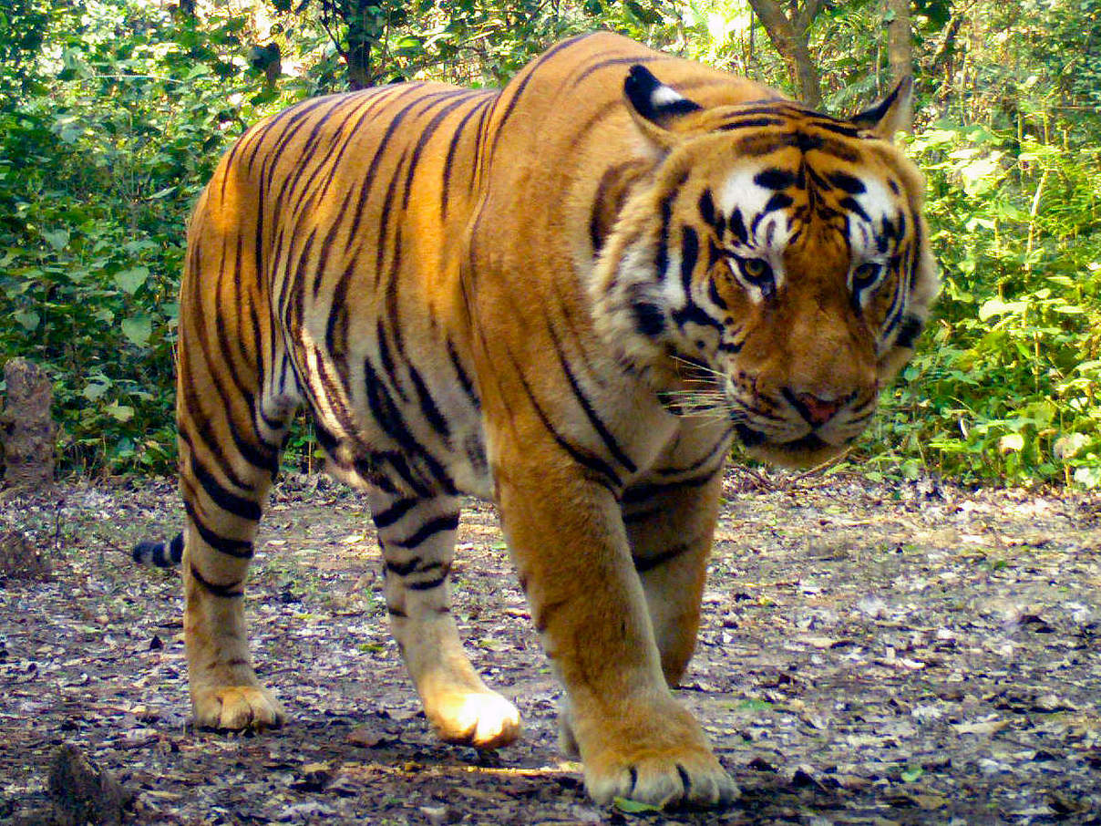 Bengaltiger in der Kamerafalle in Nepal © DoFSC / WWF Nepal