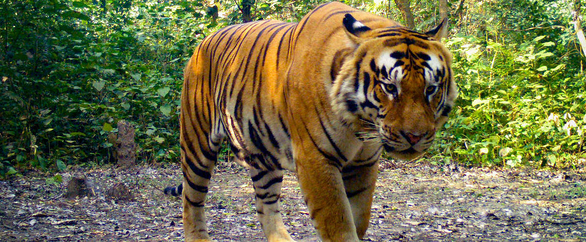 Bengaltiger in der Kamerafalle in Nepal © DoFSC / WWF Nepal