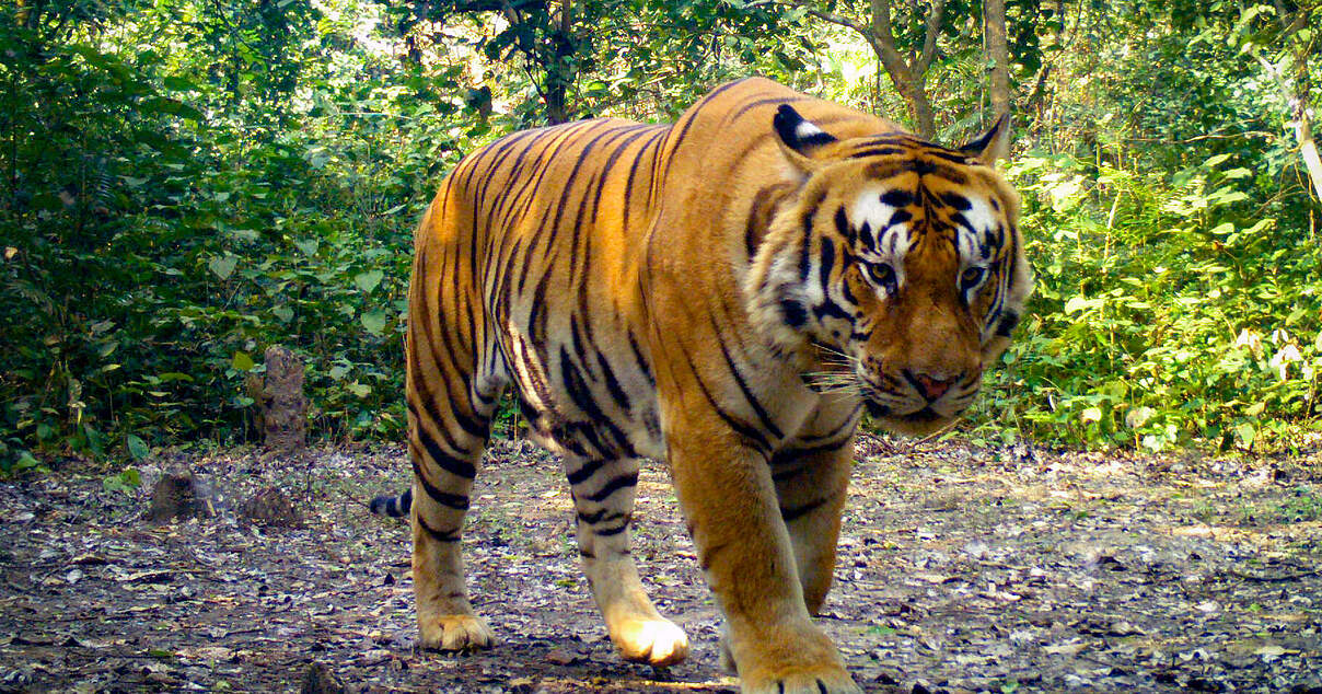 Bengal-Tiger im WWF-Artenlexikon: Zahlen & Fakten