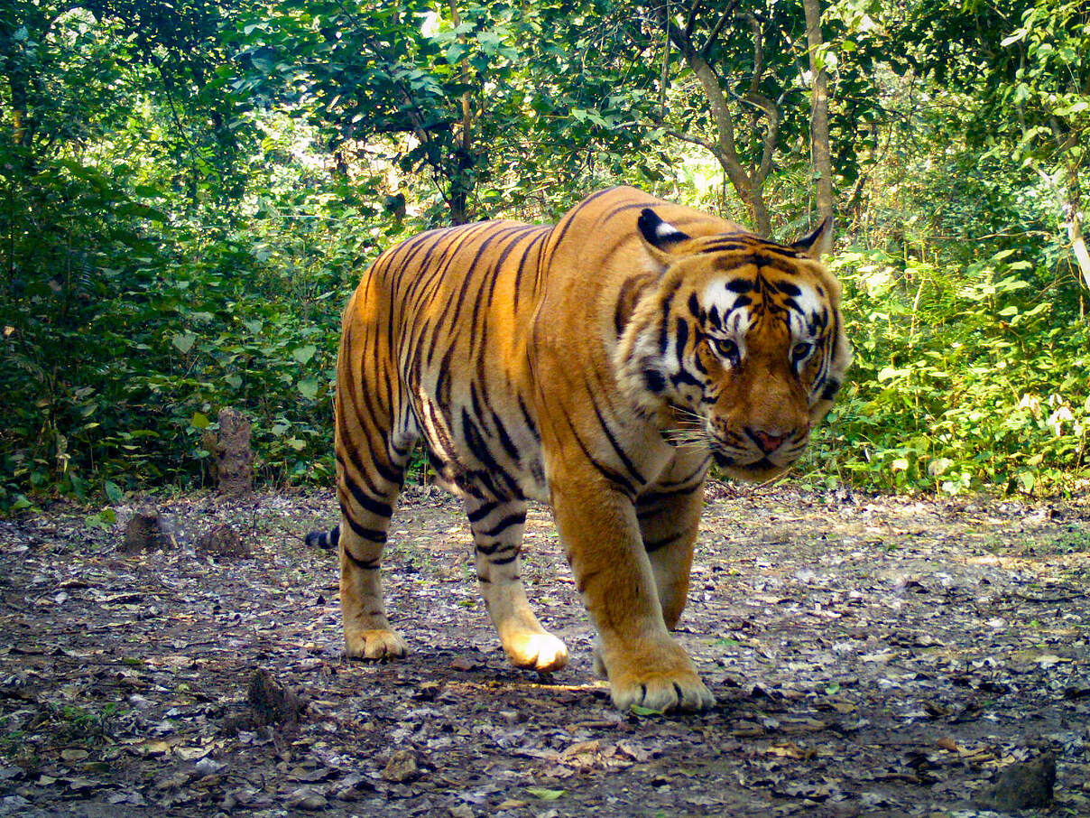 Bengaltiger in der Kamerafalle in Nepal © DoFSC / WWF Nepal