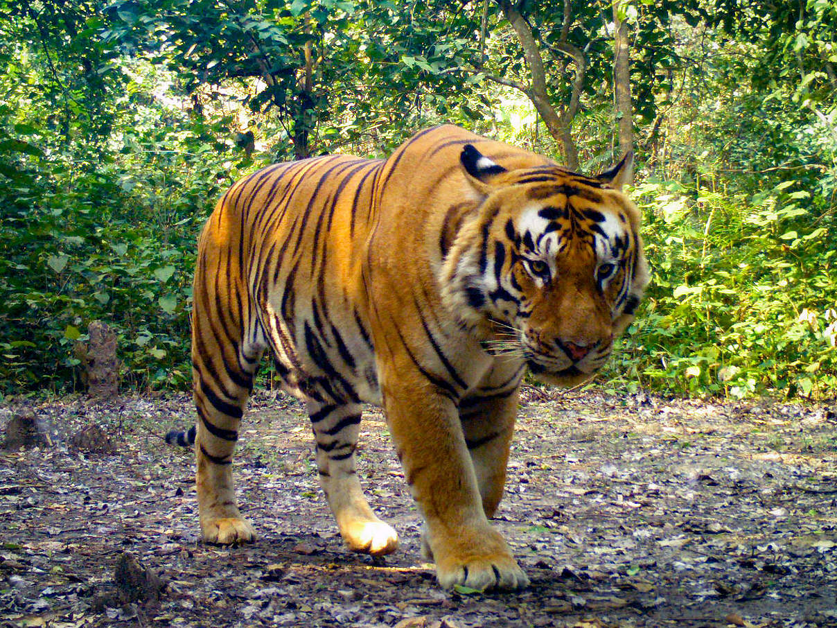 Bengaltiger in der Kamerafalle in Nepal © DoFSC / WWF Nepal