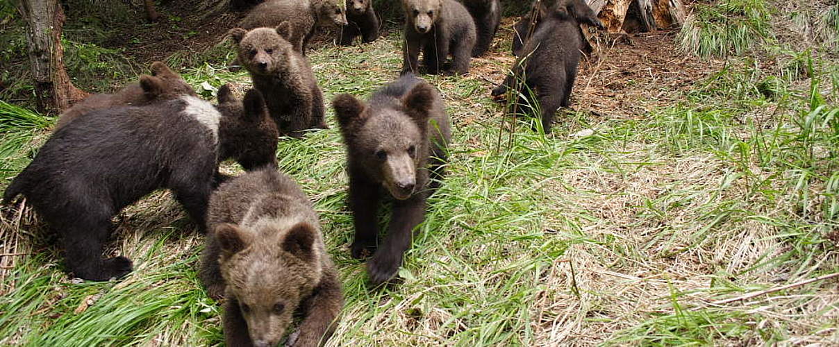 Im Braunbären-Waisenhaus © Leonardo Bereczky / WWF-Rumänien