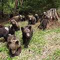 Im Braunbären-Waisenhaus © Leonardo Bereczky / WWF-Rumänien