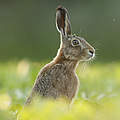 Europäischer Hase © iStock / GettyImages