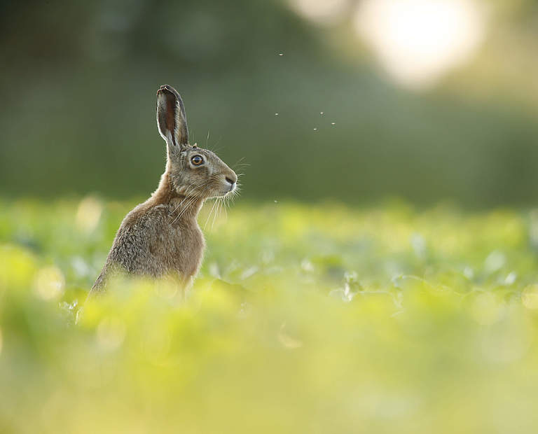 Europäischer Hase © iStock / GettyImages