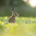 Europäischer Hase © iStock / GettyImages
