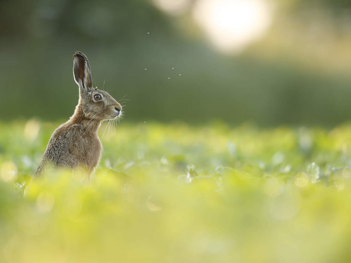 Europäischer Hase © iStock / GettyImages